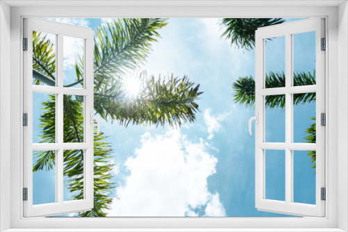 Fototapeta Naklejka Na Ścianę Okno 3D - Green palm tree on blue sky background