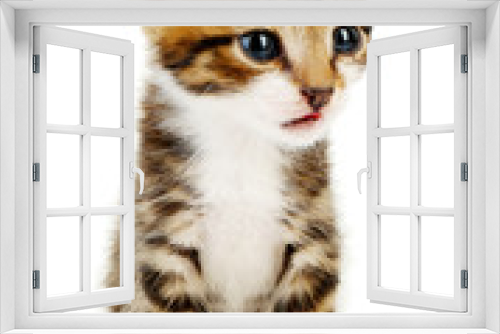 Fototapeta Naklejka Na Ścianę Okno 3D - Cute little kitten, isolated on white