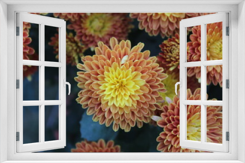 Fototapeta Naklejka Na Ścianę Okno 3D - pink chrysanthemums close-up. beautiful flower