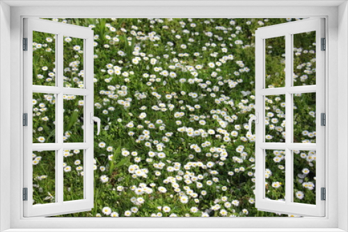 Fototapeta Naklejka Na Ścianę Okno 3D - Blumenwiese