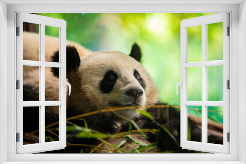 Fototapeta Naklejka Na Ścianę Okno 3D - Side view of panda bear eating next to tree