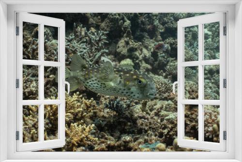Fototapeta Naklejka Na Ścianę Okno 3D - Short Spined Porcupinefish - Kurzstachel Igelfisch
