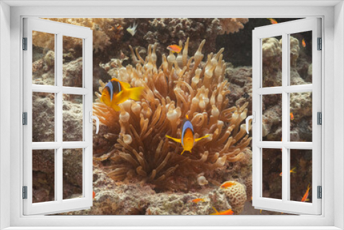 Fototapeta Naklejka Na Ścianę Okno 3D - Nemos Clownfish Anemonfish - Rotmeer Anemonenfisch
