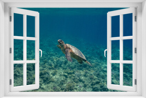 Fototapeta Naklejka Na Ścianę Okno 3D - Hawksbill Turtle - Karettschildkröte
