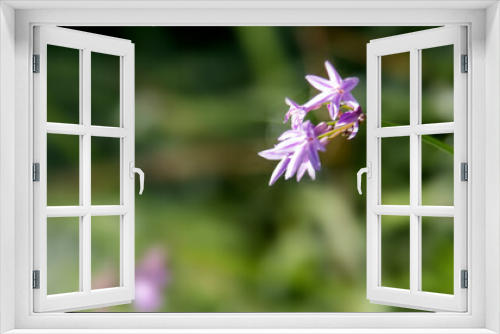 Fototapeta Naklejka Na Ścianę Okno 3D - Tulbaghia violacea flowers blossom in the garden