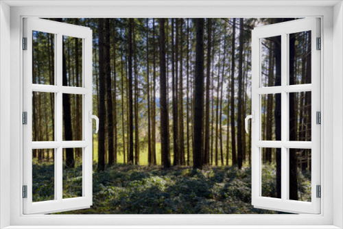 Fototapeta Naklejka Na Ścianę Okno 3D - Sous-bois