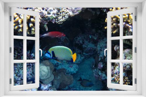 Fototapeta Naklejka Na Ścianę Okno 3D - Pomacanthus imperator or Imperial angelfish in the expanse of the Red Sea coral reef