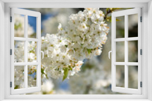 Fototapeta Naklejka Na Ścianę Okno 3D - spring blossoms