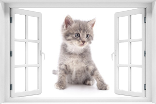 Fototapeta Naklejka Na Ścianę Okno 3D - Little gray kitten .