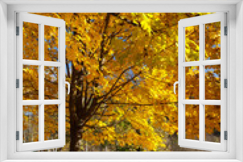 Fototapeta Naklejka Na Ścianę Okno 3D - autumn leaf
