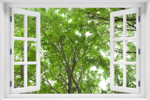 Fototapeta Naklejka Na Ścianę Okno 3D - 新緑のケヤキの木