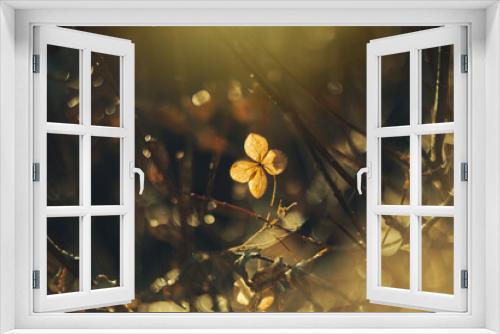 Fototapeta Naklejka Na Ścianę Okno 3D - Jesienny ogród, suche kwiaty