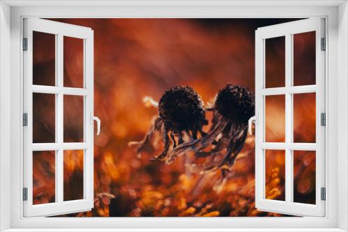 Fototapeta Naklejka Na Ścianę Okno 3D - Pomarańczowy jesienny ogród, suche kwiaty