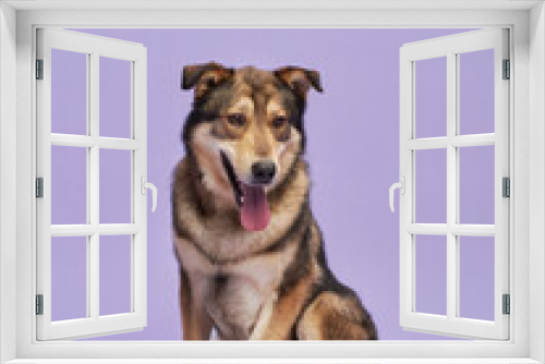 Fototapeta Naklejka Na Ścianę Okno 3D - Happy dog with in studio. A joyful canine beams, sporting a vibrant kerchief in a lilac setup