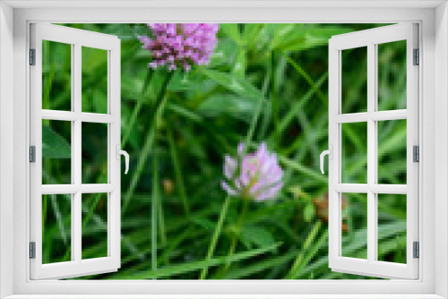Fototapeta Naklejka Na Ścianę Okno 3D - Clover flower in green grass