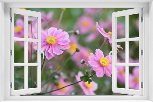 Fototapeta Naklejka Na Ścianę Okno 3D - Anemone japonica - Group