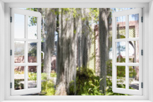 Fototapeta Naklejka Na Ścianę Okno 3D - tall trees