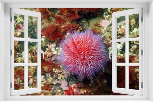 Fototapeta Naklejka Na Ścianę Okno 3D - Sea urchin Echinus, Barents sea