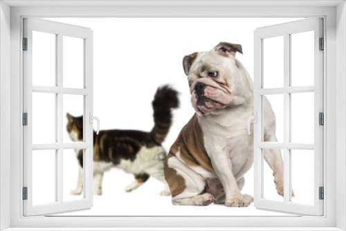 Fototapeta Naklejka Na Ścianę Okno 3D - English Bulldog looking back at a cat walking