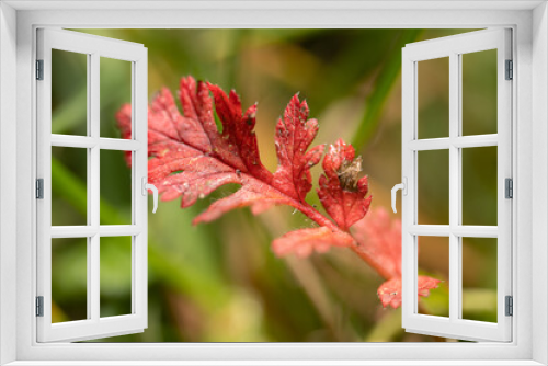 Fototapeta Naklejka Na Ścianę Okno 3D - Trawa w jesiennych barwach