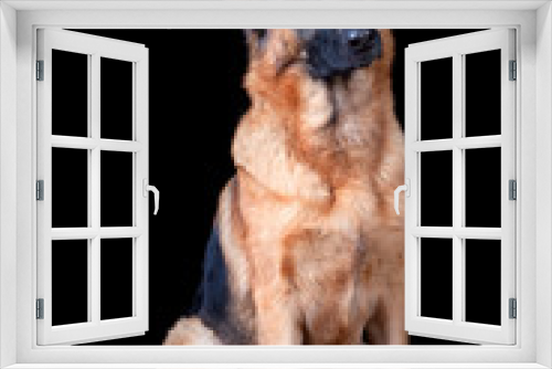 Fototapeta Naklejka Na Ścianę Okno 3D - Shepherd dog sitting down on black background, isolated.
