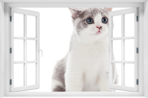 Fototapeta Naklejka Na Ścianę Okno 3D - kitten on a white background. gray kitten