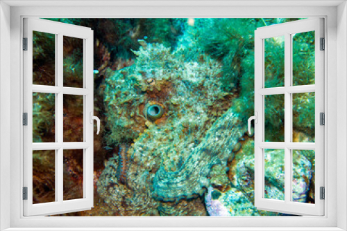 Fototapeta Naklejka Na Ścianę Okno 3D - octopus resting