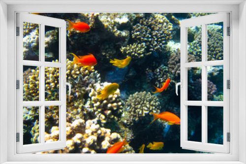 Fototapeta Naklejka Na Ścianę Okno 3D - Many colorful fish in the expanses of the coral reef of the Red Sea
