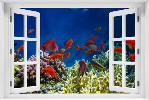 Fototapeta Naklejka Na Ścianę Okno 3D - Many colorful fish in the expanses of the coral reef of the Red Sea