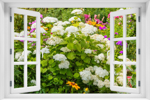 Fototapeta Naklejka Na Ścianę Okno 3D - Hydrangea, Annabelle Smooth Hydrangea. Hydrangea arborescens 'Annabelle'