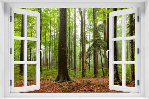 Fototapeta Naklejka Na Ścianę Okno 3D - Old senescent green forest landscape. 