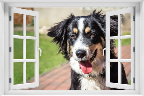 Fototapeta Naklejka Na Ścianę Okno 3D - Portrait of an Australian Shepherd