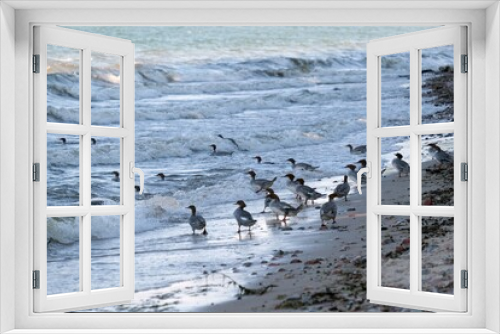 Fototapeta Naklejka Na Ścianę Okno 3D - Flock of common merganser (goosander, Mergus merganser) on beach by Baltic Sea, Gdynia Babie Doly