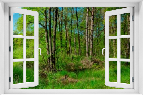 Fototapeta Naklejka Na Ścianę Okno 3D - Panorama of forest lakes in spring, young leaves and freshly blossomed buds of trees and shrubs