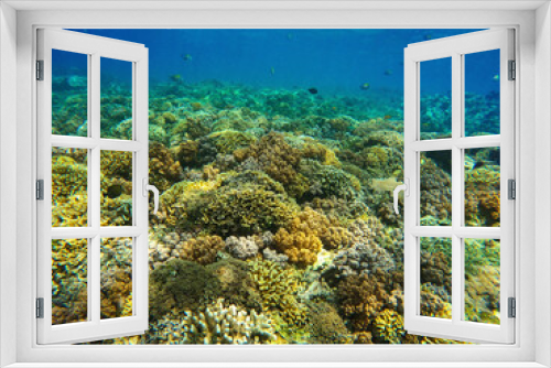 Fototapeta Naklejka Na Ścianę Okno 3D - The coral reef near Gili Meno, Indonesia