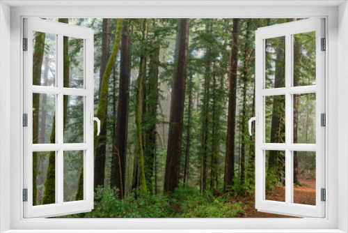 Fototapeta Naklejka Na Ścianę Okno 3D - Redwood after rain