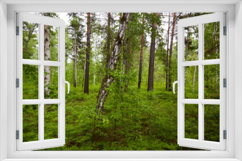 Fototapeta Naklejka Na Ścianę Okno 3D - Dense mixed forest on a summer day. Aspens, birches, pines and shrubs.