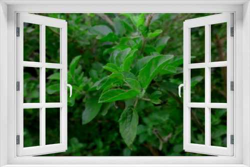 Fototapeta Naklejka Na Ścianę Okno 3D - Tulsi Leaf (Ocimum sanctum), Basil leaf is very Helpful for Human Life