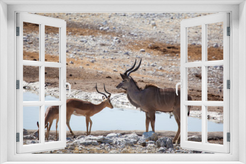 Fototapeta Naklejka Na Ścianę Okno 3D - Kudu e springbock