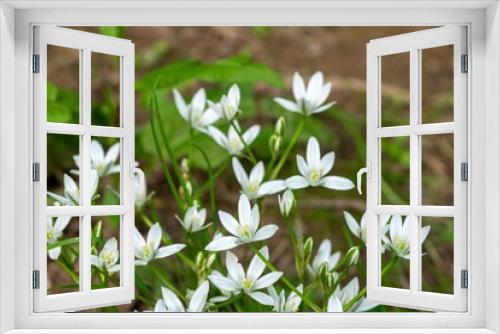 Fototapeta Naklejka Na Ścianę Okno 3D - Garden star of bethlehem (ornithogalum umbellatum) flowers in bloom