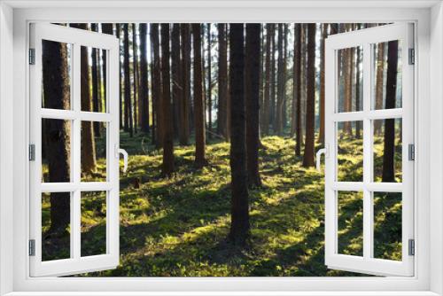 Fototapeta Naklejka Na Ścianę Okno 3D - The primeval forest