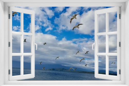Fototapeta Naklejka Na Ścianę Okno 3D - New zealand birds flying sky blue clouds