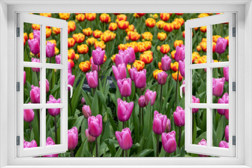 Fototapeta Naklejka Na Ścianę Okno 3D - Yellow and purple tulips blooming in a garden