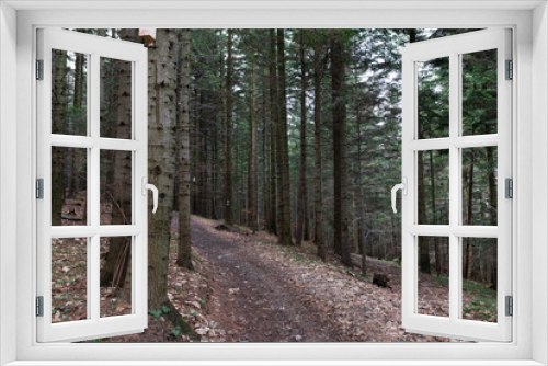 Fototapeta Naklejka Na Ścianę Okno 3D - Las Iglasty i ścieżka leśna