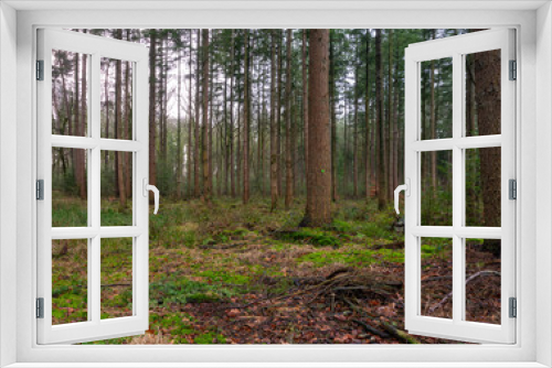 Fototapeta Naklejka Na Ścianę Okno 3D - Pine production forest on the Veluwe as part of the royal estate Kroondomein Het Loo, in The Netherlands.