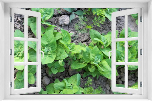 Fototapeta Naklejka Na Ścianę Okno 3D - Edible plant garden orach (Atriplex hortensis) grows in spring