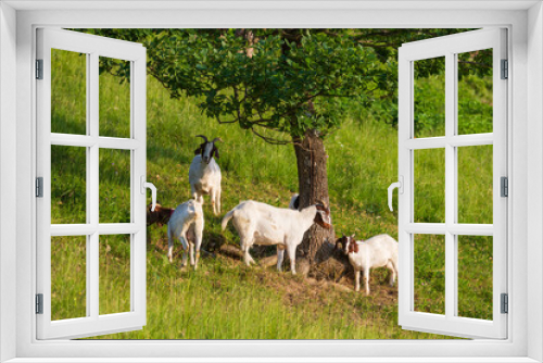Fototapeta Naklejka Na Ścianę Okno 3D - Pet. Black and white goats on a green pasture in the mountains of Slovenia.
