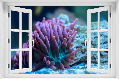 Fototapeta Naklejka Na Ścianę Okno 3D - Eine Anemone, Kupferanemone mit ihren Tentakeln.