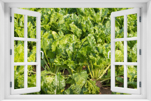 Fototapeta Naklejka Na Ścianę Okno 3D - Organically grown sugar beet plants from close