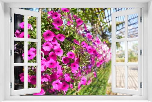 Fototapeta Naklejka Na Ścianę Okno 3D - Impatiens Popular varieties used around the world There are a variety of colors to choose from